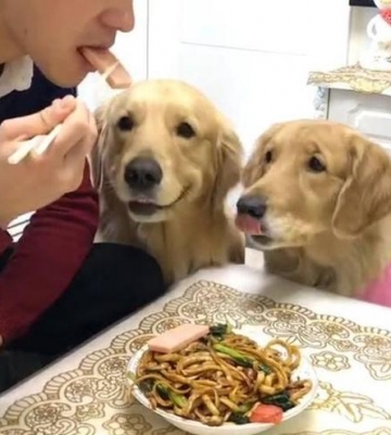 金毛狗怎么不让它吃外面的东西