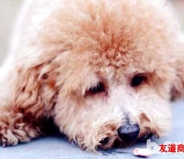 贵宾犬把吃的东西吐了怎么办
