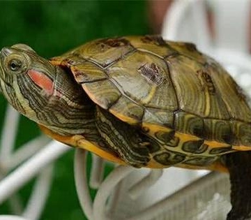 宠物乌龟为啥不吃东西