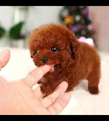 泰迪狗生狗狗注意什么东西