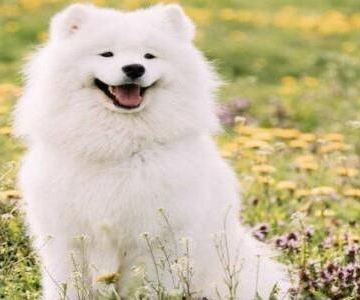 天气热萨摩耶不吃东西怎么办