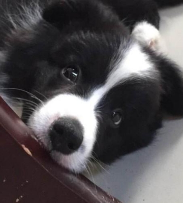 如何制止边牧幼犬乱咬东西