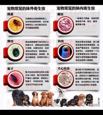 幼犬体内蛔虫 不吃东西怎么办