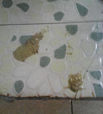 狗肠胃炎 呕吐 吐不出来东西
