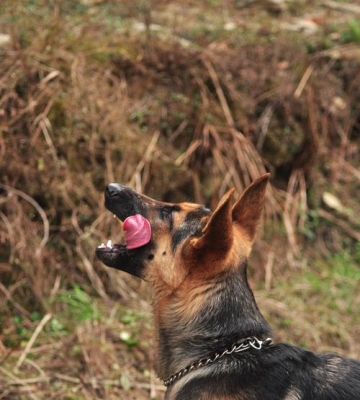 怎么训练昆明犬咬东西