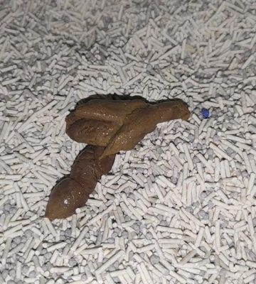 猫胃非常的硬不吃东西不大便
