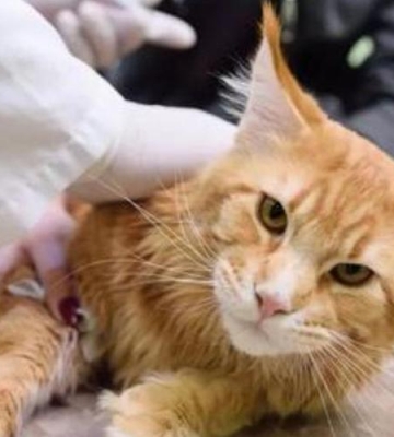 猫咪打完疫苗不吃东西怎么办