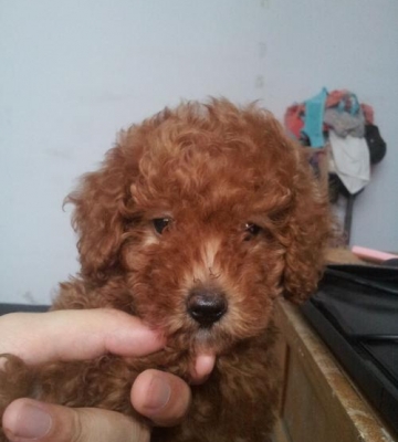 三个月泰迪怎么吃东西怎么办