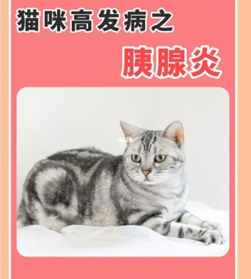 猫得了胰腺炎 不吃东西