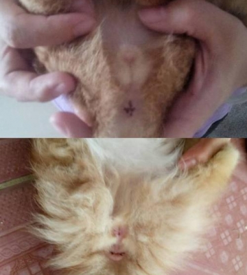 配猫后公猫不吃东西了