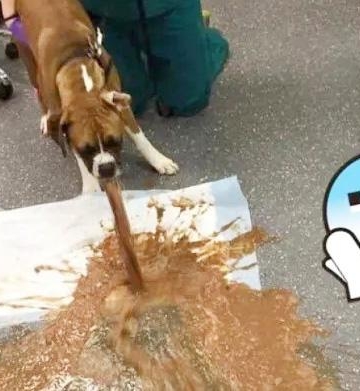 狗狗吐吃的东西怎么办