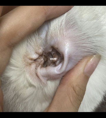 小猫 耳朵有脏东西是怎么回事啊