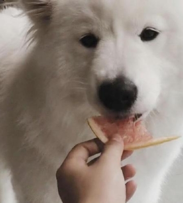 给萨摩耶一直吃东西怎么办