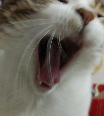猫口臭老是舔东西