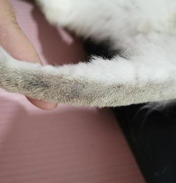 猫得皮肤病不吃东西