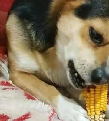 狗狗偷吃东西吃太多了