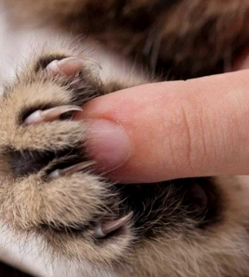 猫手指甲要注意什么东西