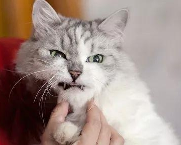猫不吃东西怎么办 情绪很凶