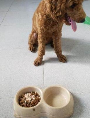 贵宾犬长出牙齿会喜欢咬东西怎么办