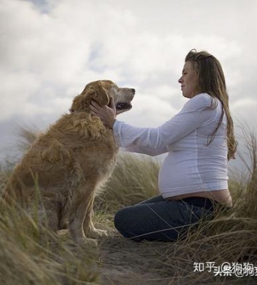 怀孕期间养狗狗应该注意什么东西