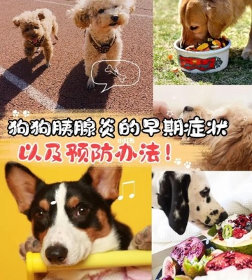 狗狗胰腺炎吃东西就拉稀怎么治