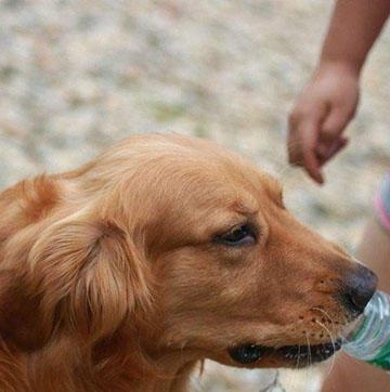 金毛犬光喝水不吃东西怎么办