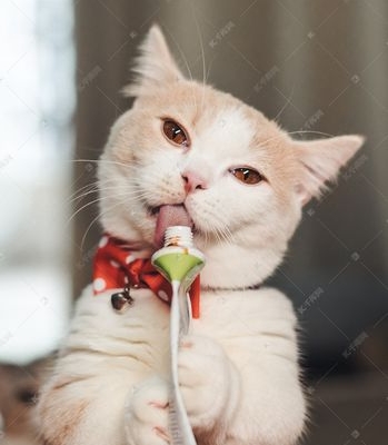 猫吃东西牙疼