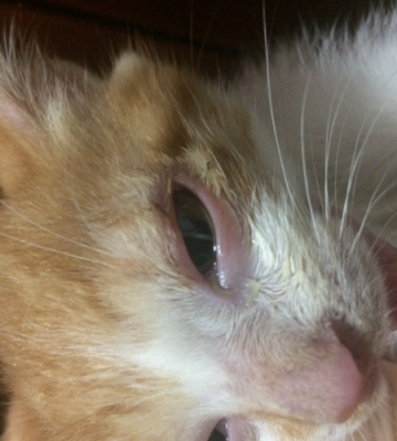 猫眼角的东西怎么清理