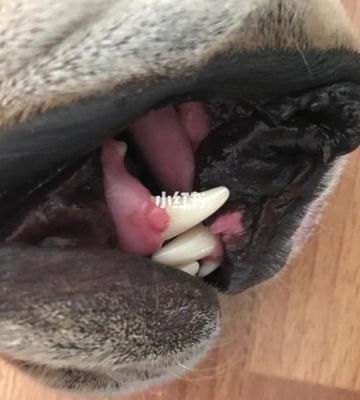 狗狗牙龈上有黑色的东西是什么原因