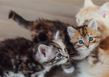 小猫出生几天吃东西怎么办