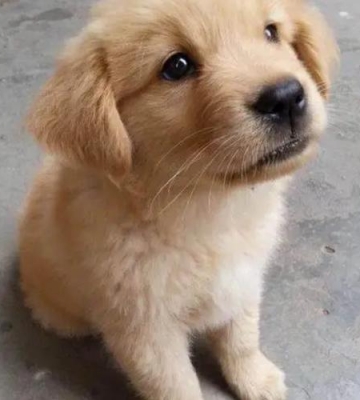 两个多月的金毛犬不 吃东西怎么办
