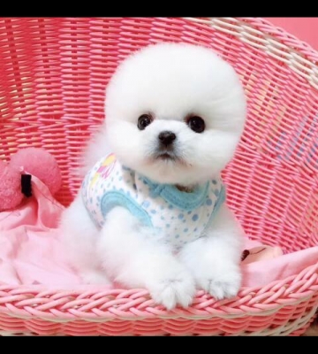白色茶杯犬犬用的东西
