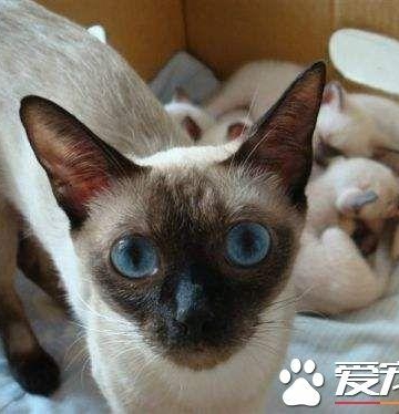 如何训练暹罗猫捡东西