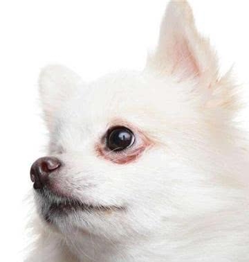 博美狗狗不爱吃东西是什么原因