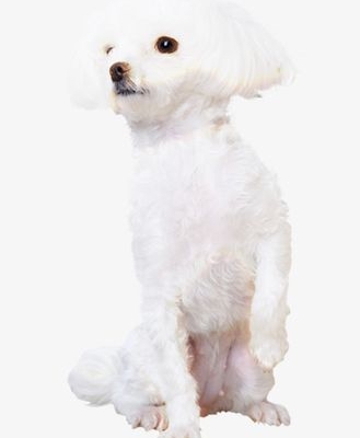 小贵宾狗白色东西