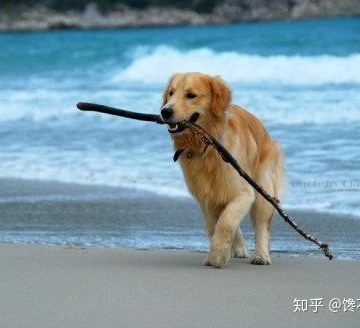 训狗狗不叼东西