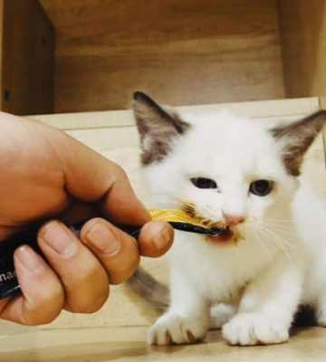 捡到一只幼猫不吃东西怎么办