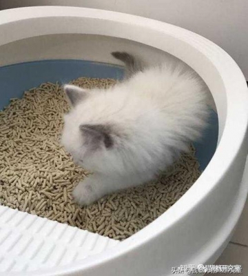猫咪拉稀不吃东西