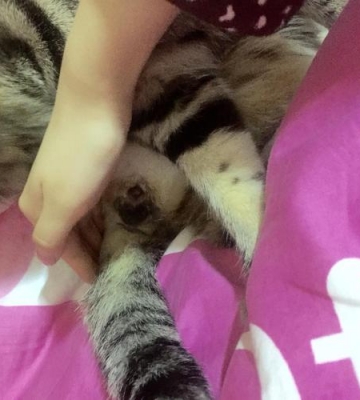 公猫绝育后吃东西吐