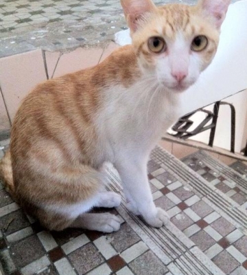 猫吃不下东西消瘦