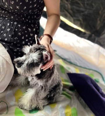 雪纳瑞幼犬才拿回家不吃东西