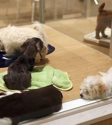 宠物店买的狗不吃东西