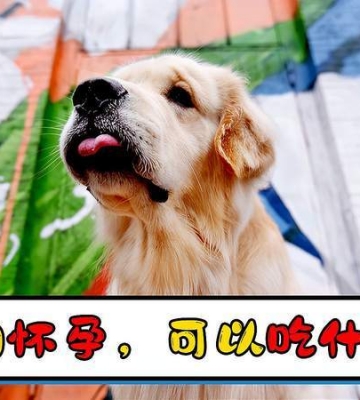 狗狗怀孕该给它吃什么东西