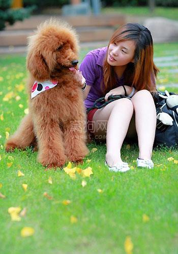 贵宾幼犬训练