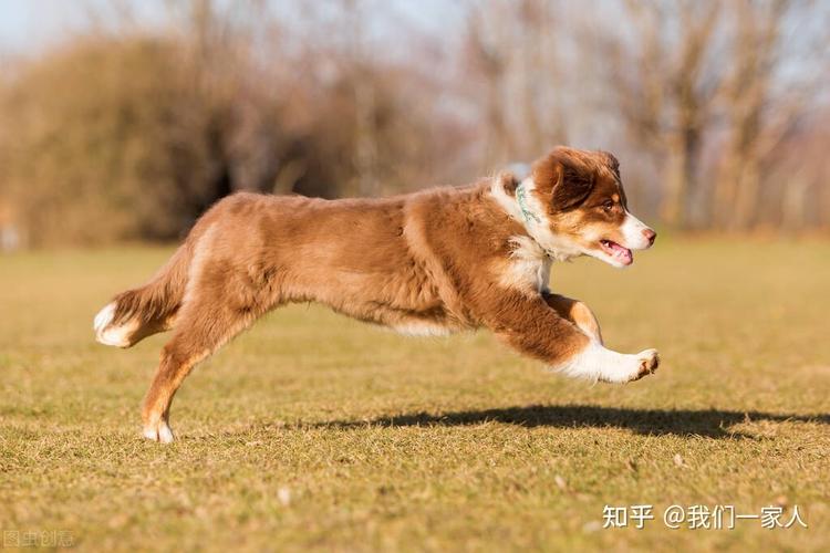 怎么训练狗走路