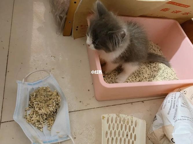 怎么训练猫依赖猫砂