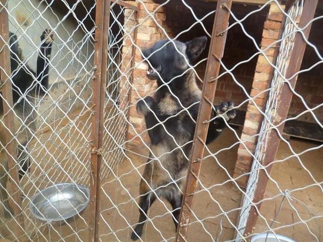马犬搜索怎样训练