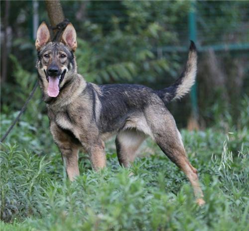 怎样训练昆明犬扑咬