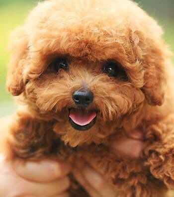 泰迪犬训练走