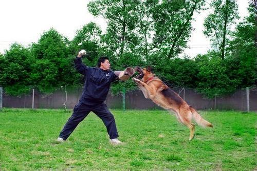 如何训练狗不跟别人走